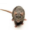 rats