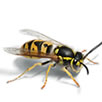 wasps